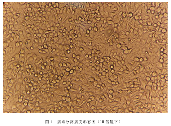 医学论文怎么写