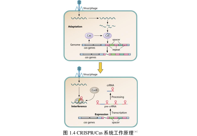 医学论文怎么写