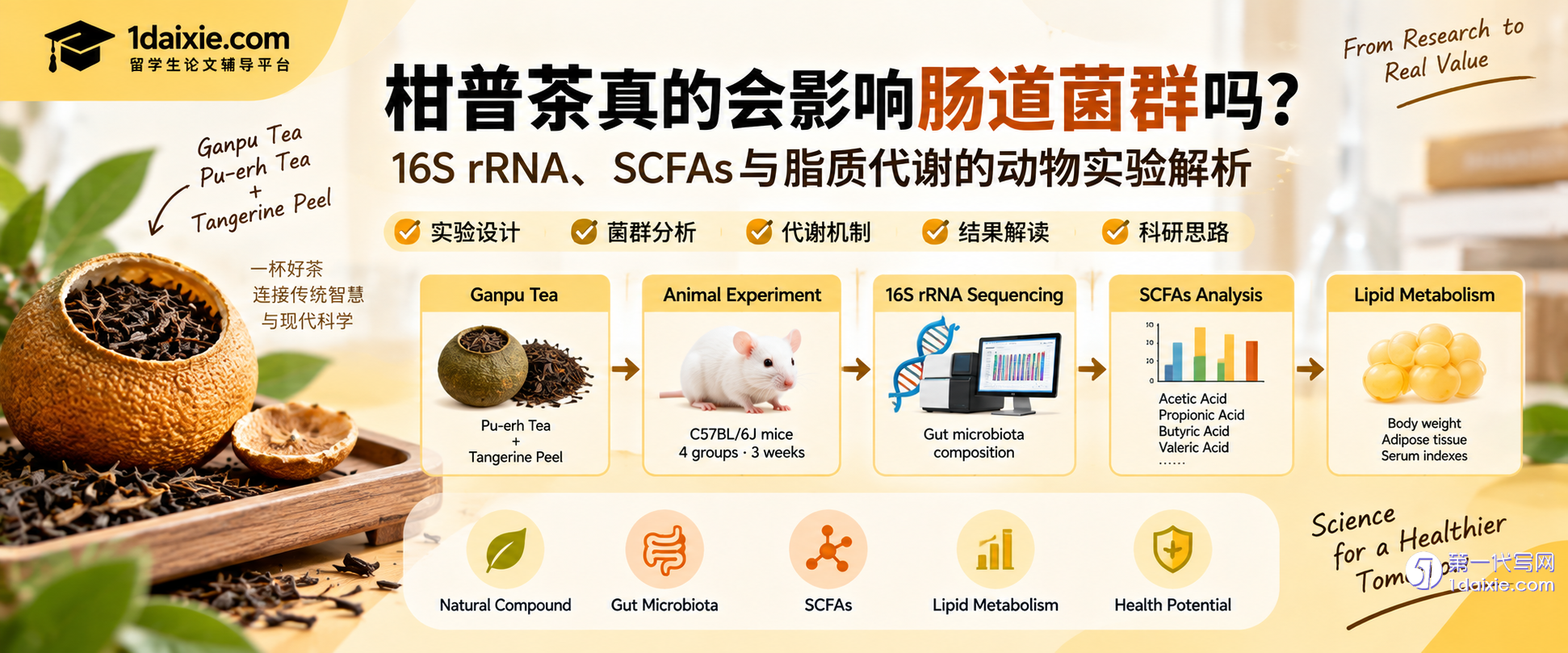 柑普茶16S rRNA肠道菌群SCFAs与脂质代谢动物实验解析 柑普茶16S rRNA肠道菌群SCFAs与脂质代谢动物实验解析