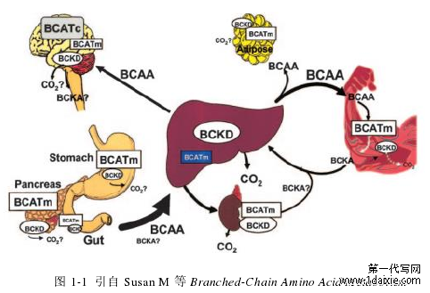 图 1-1  引自 Susan M 等 Branched-Chain Amino Acid Metabolism