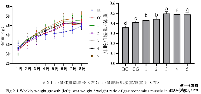  图 2-1  小鼠体重周增长（左）；小鼠腓肠肌湿重/体重比（右）