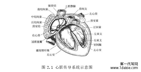 图 2.1 心脏传导系统示意图 